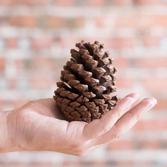 Pine Cone Decoration