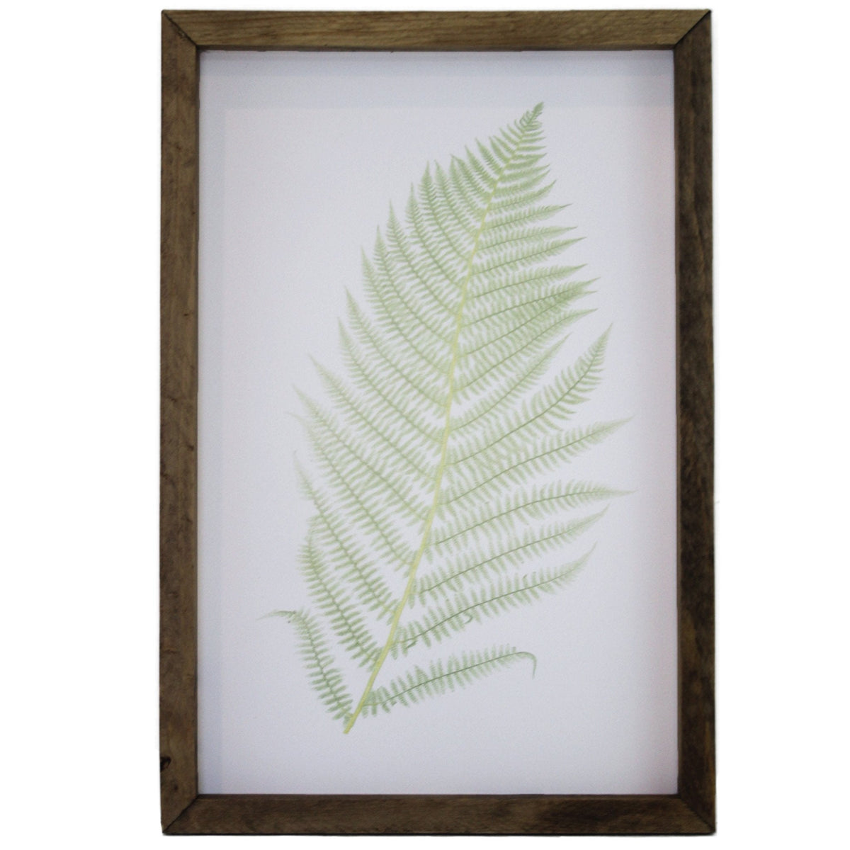 Green Fern Framed Art