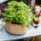 Cement Weaving Pattern Planter
