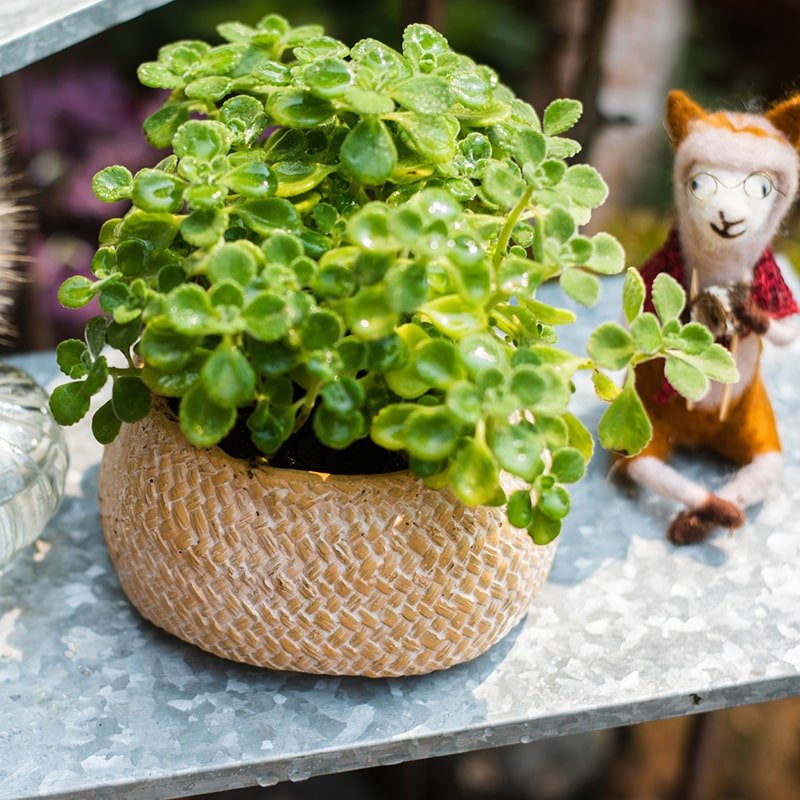 Cement Weaving Pattern Planter