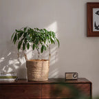 Woven Seagrass Planter Basket