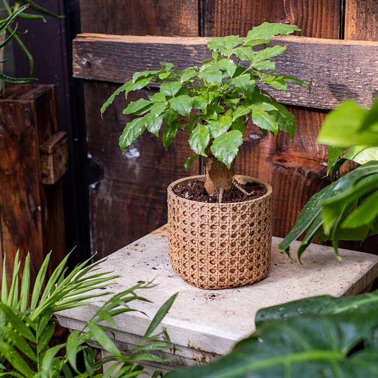 Textured Cement Planter