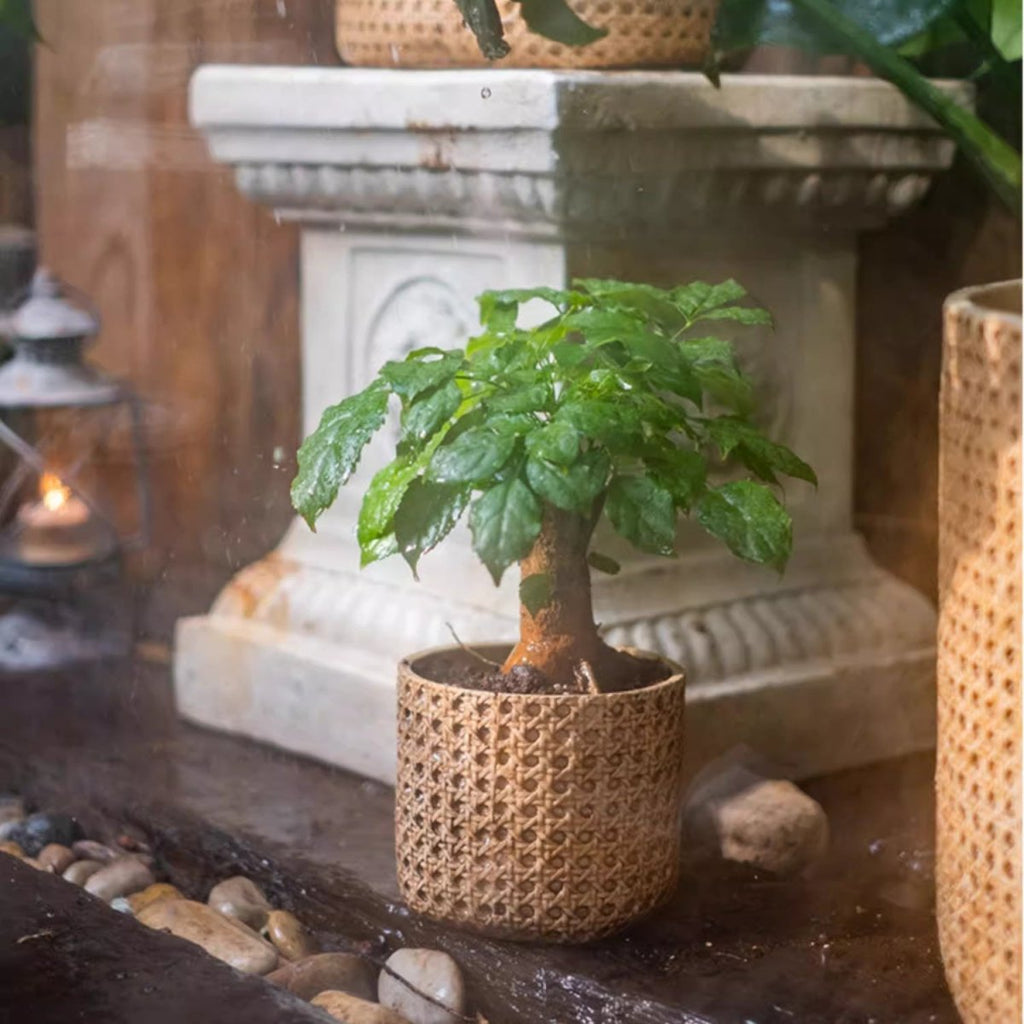 Textured Cement Planter
