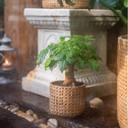 Textured Cement Planter