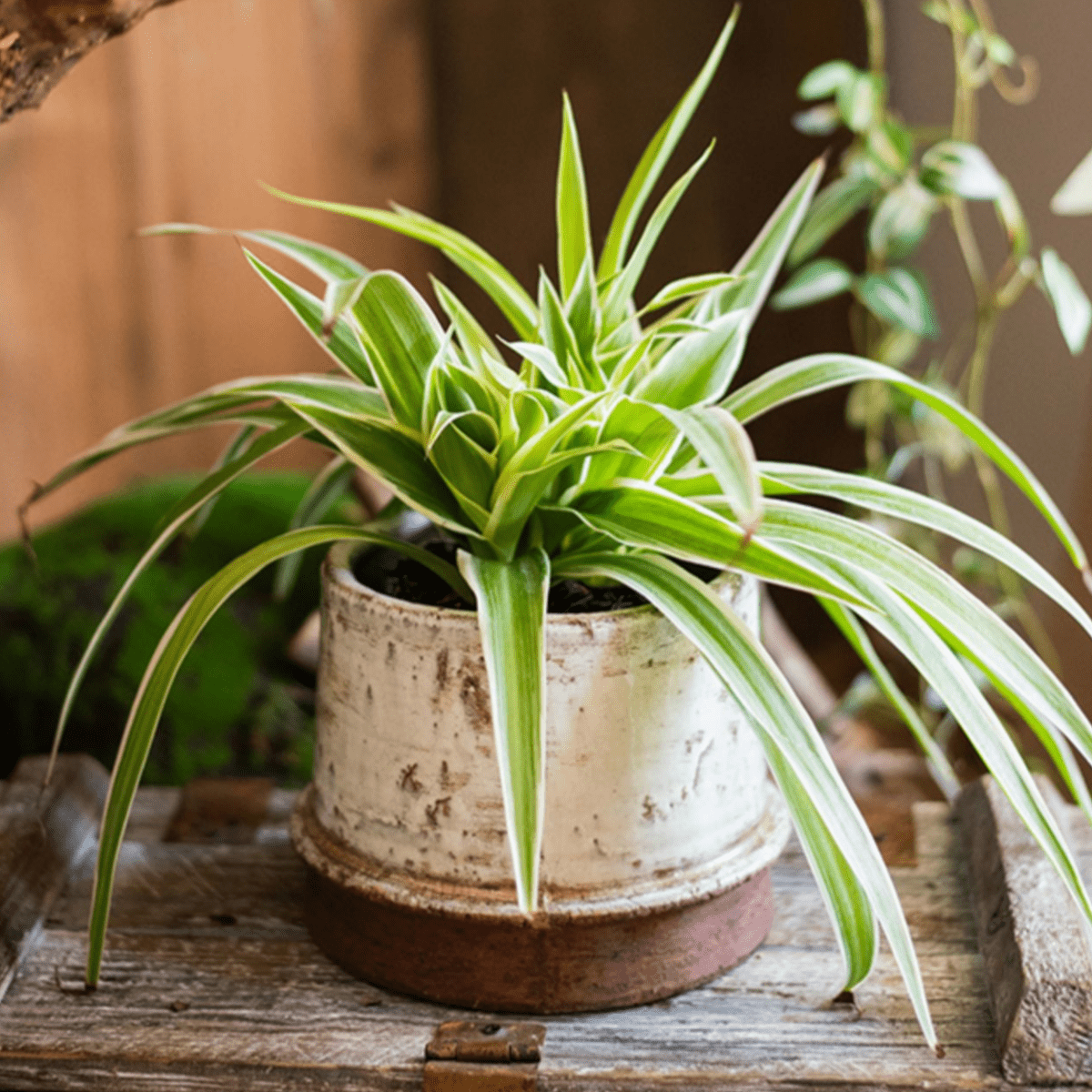 Restoration Ceramic Vase