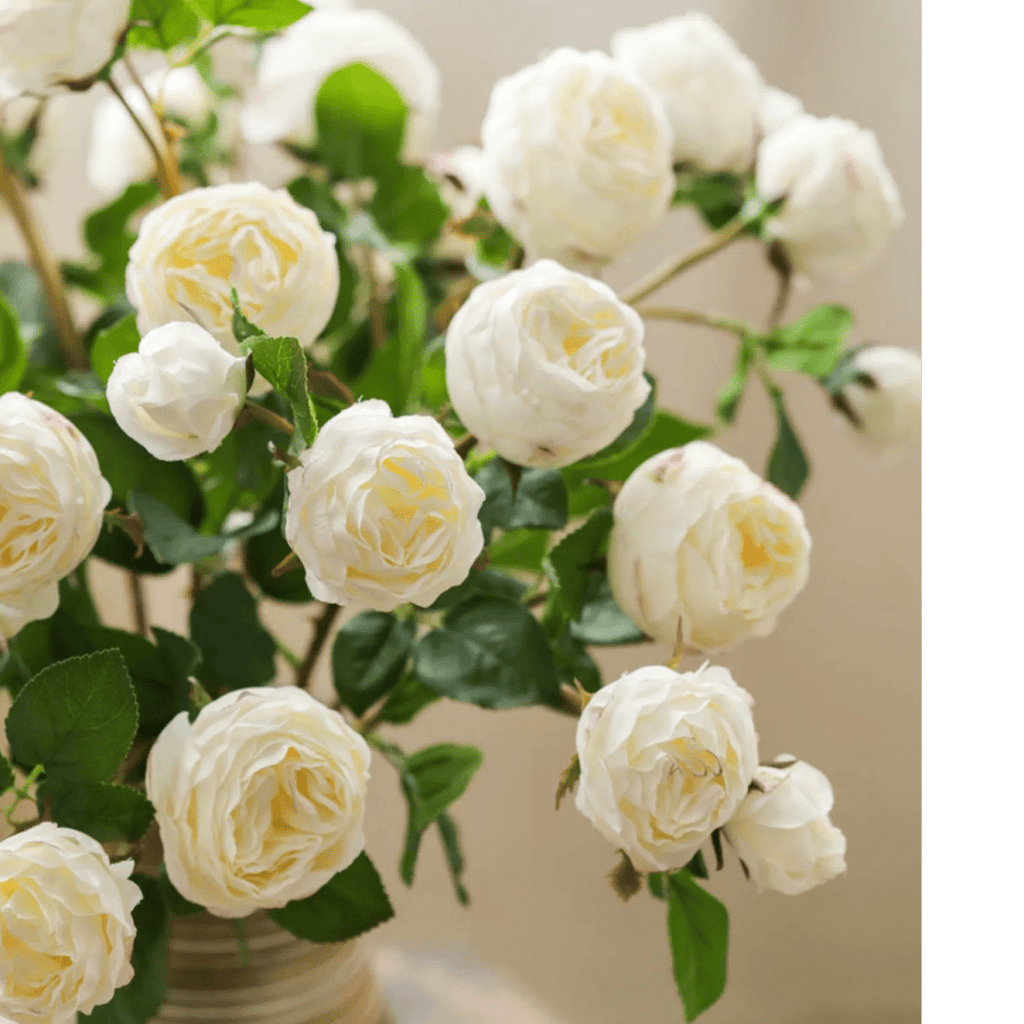 White Cabbage Rose Stem