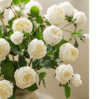 White Cabbage Rose Stem