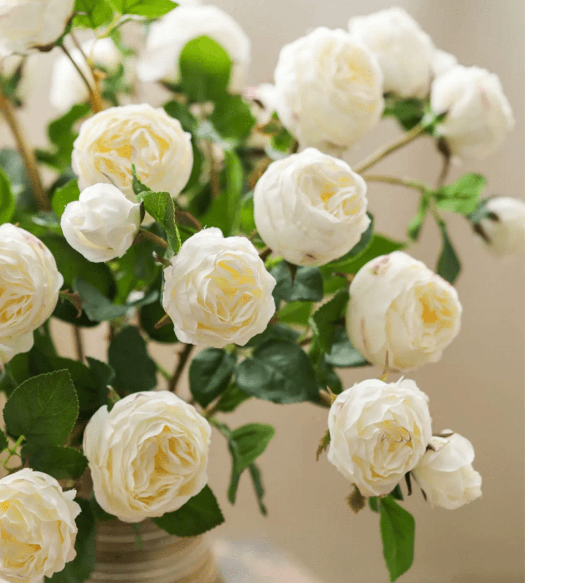 White Cabbage Rose Stem