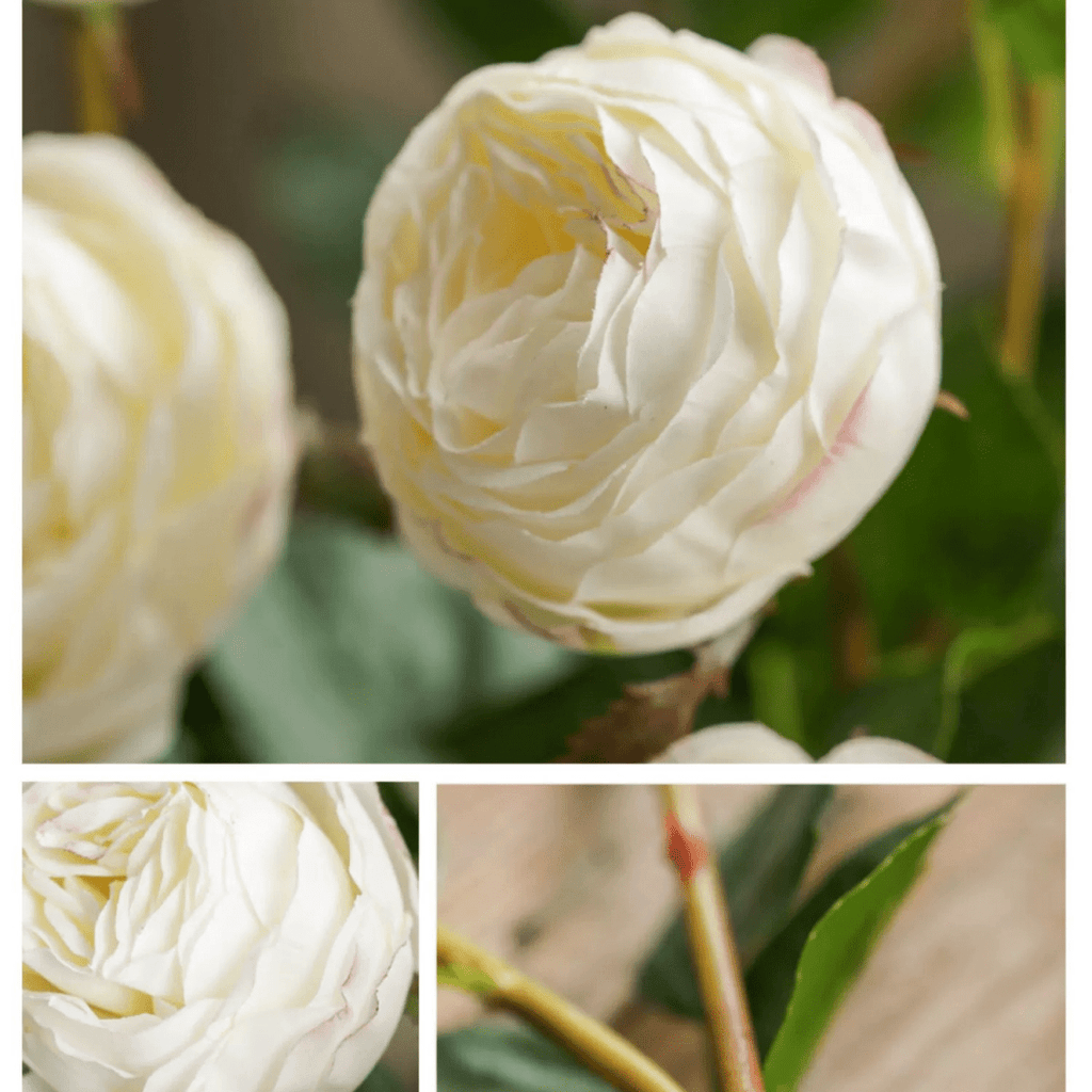 White Cabbage Rose Stem