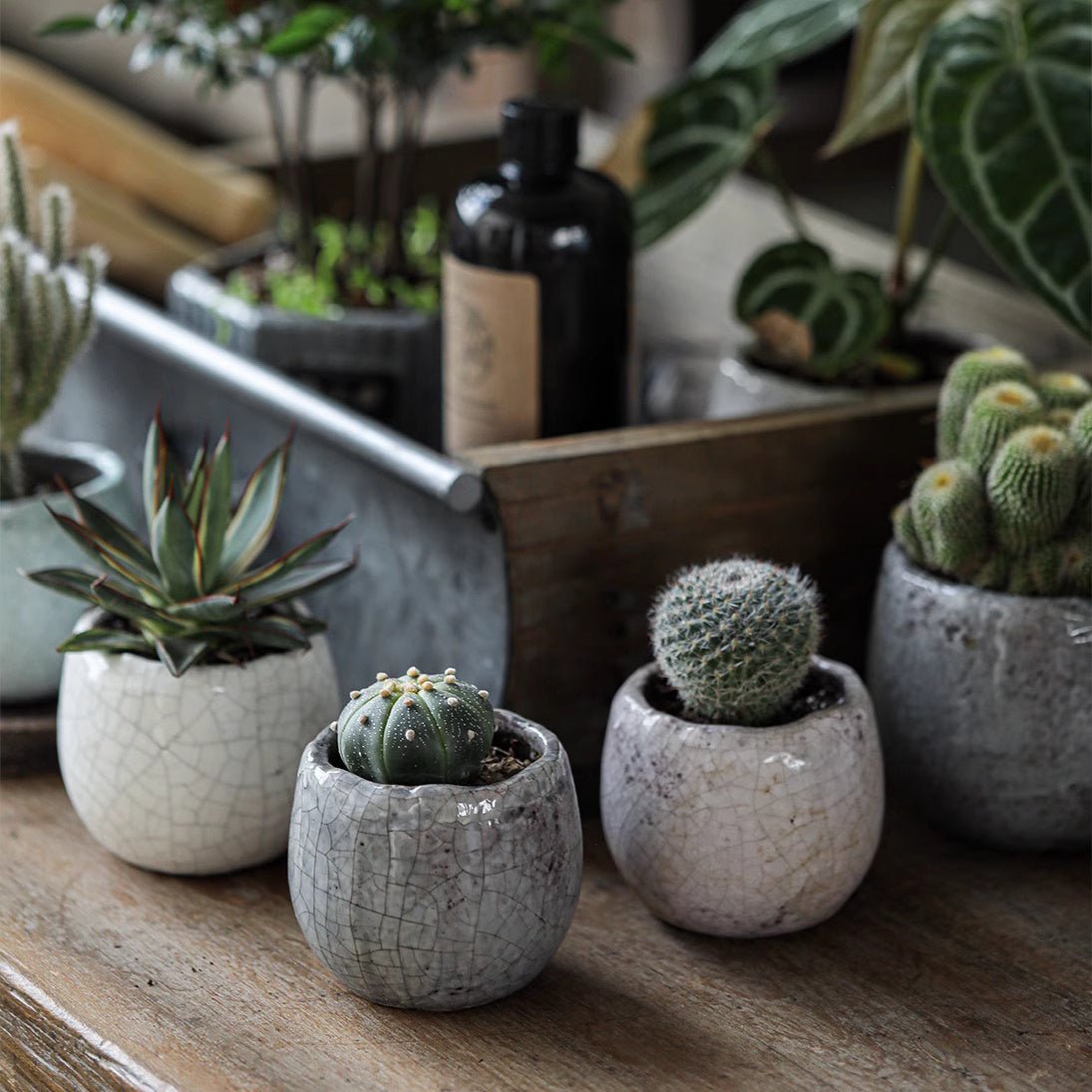 Petite Ceramic Planter Set