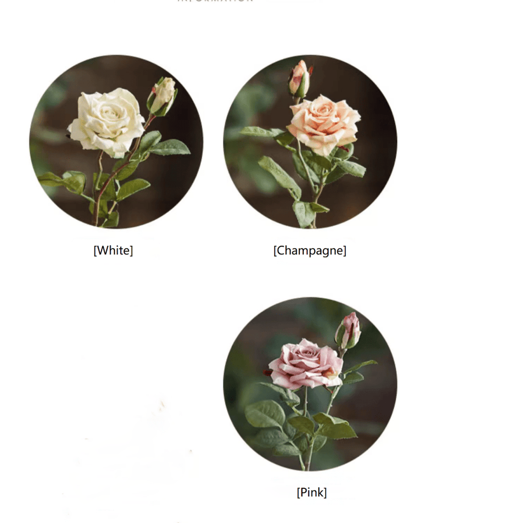 Rolled Edge American Rose Stem