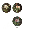 Rolled Edge American Rose Stem