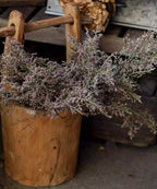 Wild Lavender Stem