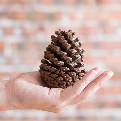Pine Cone Decoration